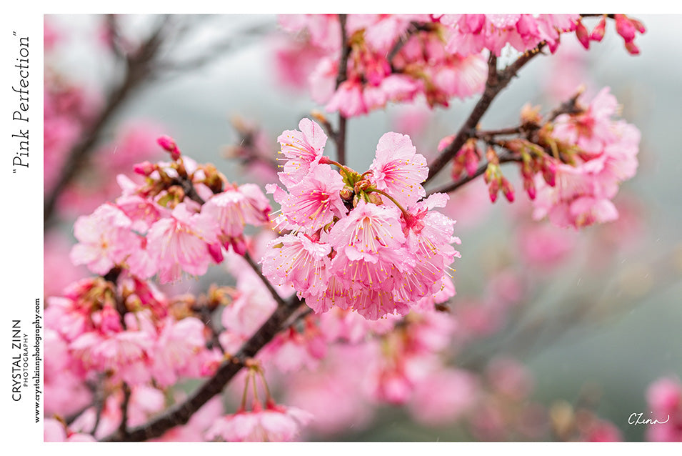 "Pink Perfection" Metal Artwork