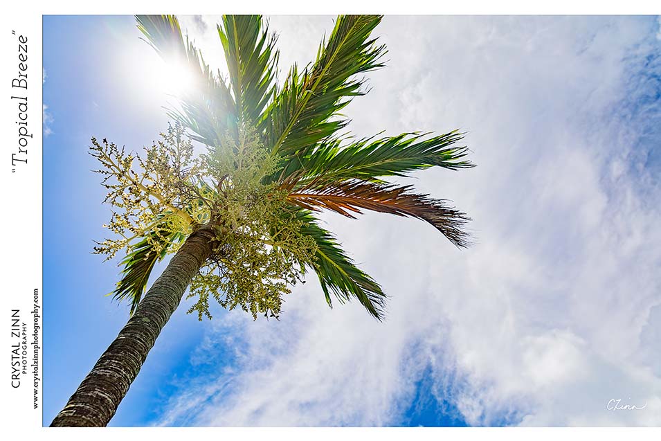 "Tropical Breeze" Metal Artwork