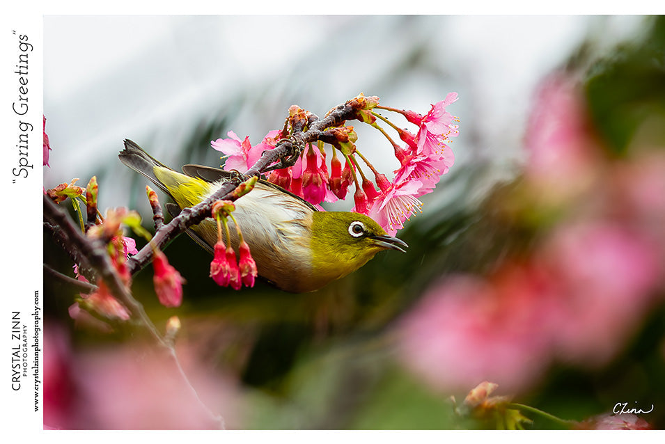 🌸 The Blossom Seeker Collection