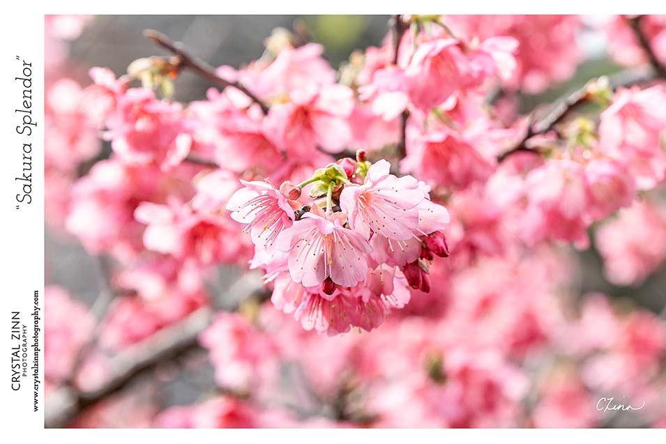 "Sakura Splendor" Metal Artwork